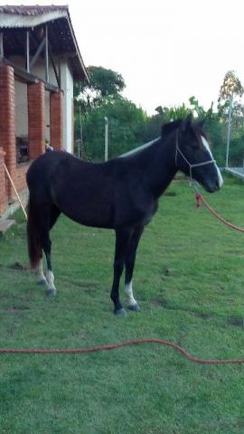 Potra mangalarga marchadora 1 ano e 4 meses 