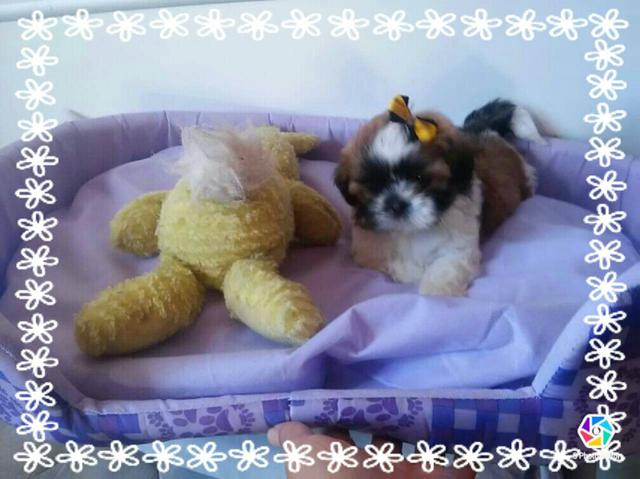 Promoçâo shihtzu mini (macho)