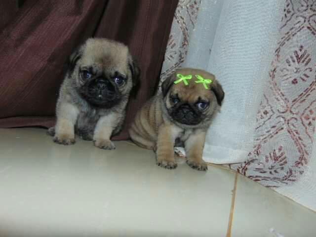 Pug femea  em 6x pedigree