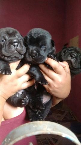 Sharpei para o dia das mães