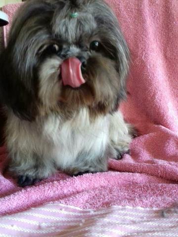 Shih tzu femea