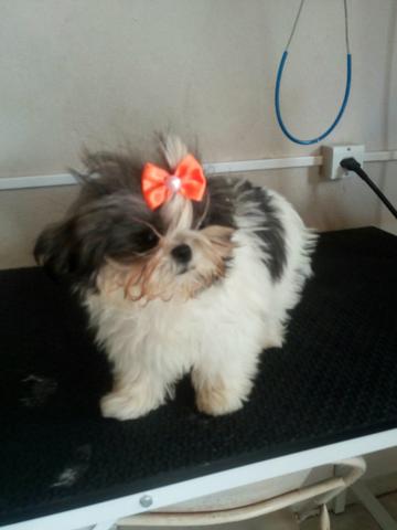 Shih tzu femea 90 dias