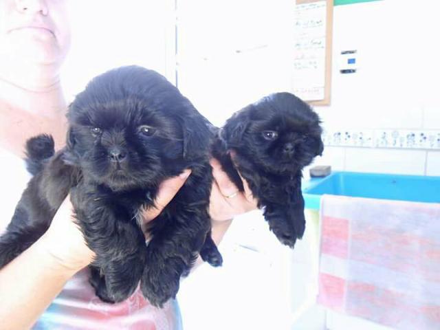 Shih.tzu macho Preto