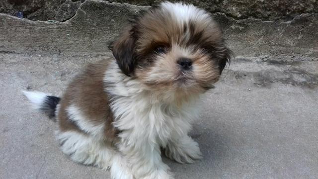 Shih-tzu (mini)