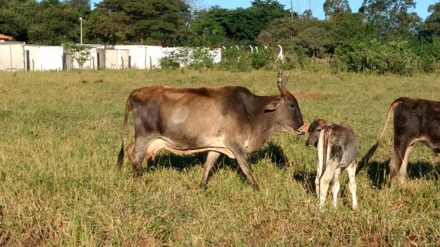 Vacas com Bezerro