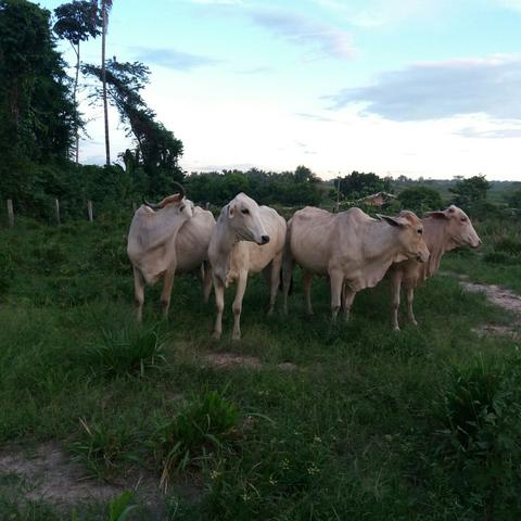 Vendo duas vacas Nelore enxertada