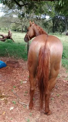 Égua quarto de milha