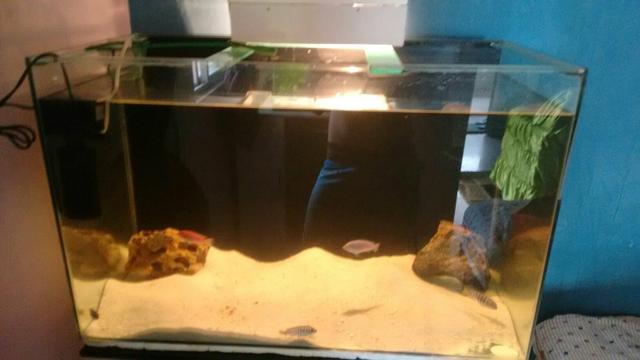 Aquário 160l