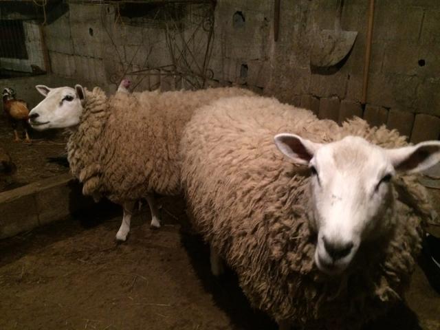 Carneiro e ovelhas Texel