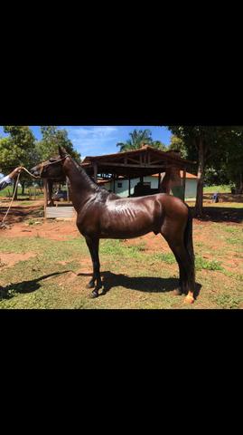 Cavalo Mangalarga Marchador, registrado no definitivo junto