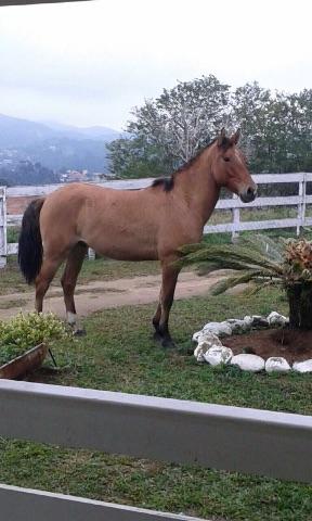 Cavalo raça criola