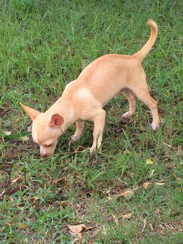 Chihuahua macho 1 ano e 8 meses