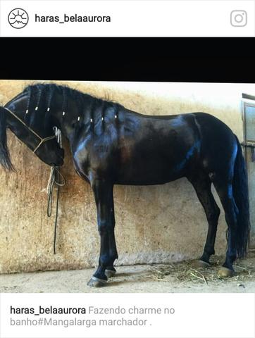 Cobertura MangaLarga marchador registrado na associação