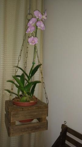 Combo cachepot e orquídea