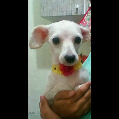 Doa-se Fêmea de Maltês