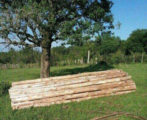 Esteios-linhas-Caibros-Toras (madeiras de eucalipto em