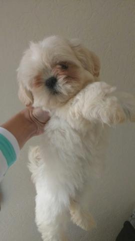 Femea de Shih tzu branca pequena 18x