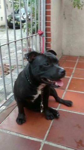 Fêmea de Staffordshire bull terrier micro