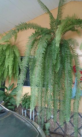 Jardineiro Marquinho