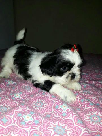 Linda fêmea de Shitzu