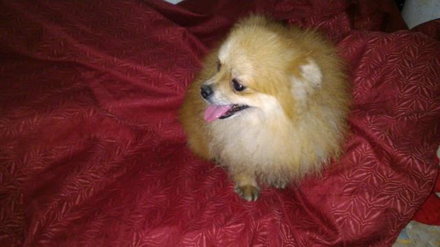 Lindo macho de SPITZ alemao anao