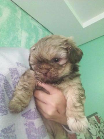 Lindo shih tzu fêmea