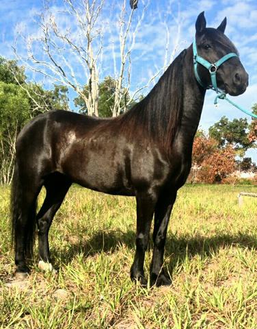 Mangalarga preto 6 anos