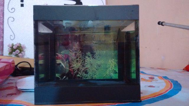 Mini aquário novo