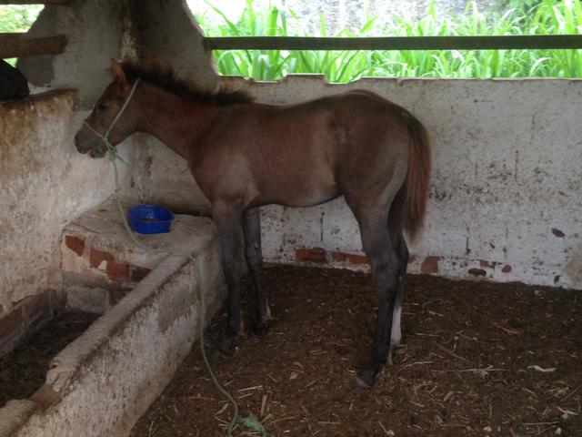 Potra com 7meses sangue el zorrero!