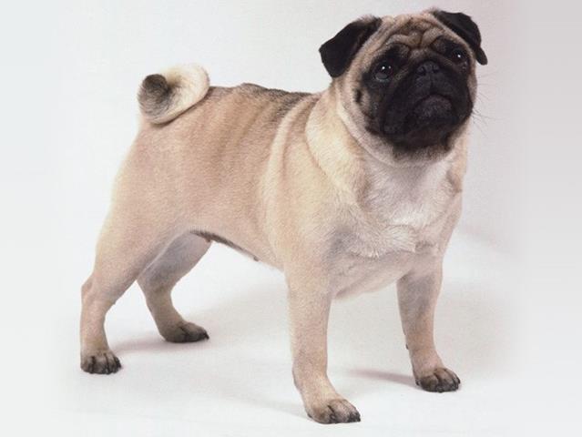 Pug macho com 1 ano