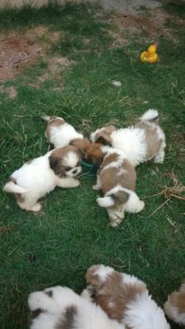 Shih Tzu fêmea primeira dose vacina e vermifugo ate 5x