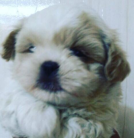 Shihtzu fêmeas e machos