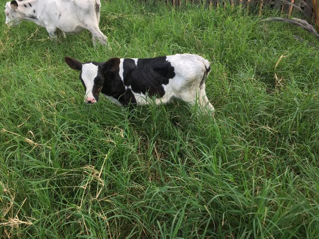 Terneira Holandesa 21 dias