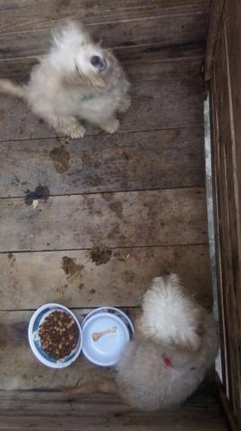 Vendo Poodle Fofinhos Original