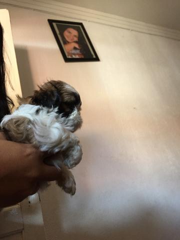 Vendo shitzu fêmea