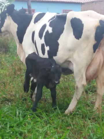 Vendo vaca