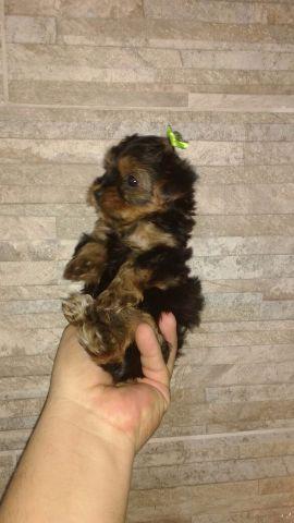 York fêmea micro toy,45 dias,país no local