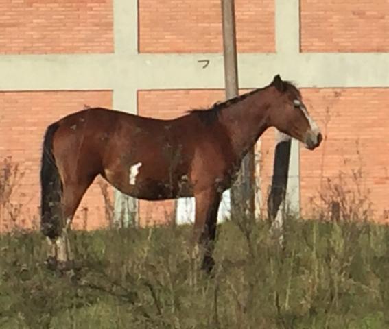  à vista potra resenhada filha do freio de Ouro