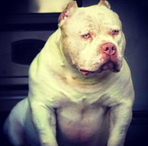 American bully reprodução, cobertura, acasalamento, cruza