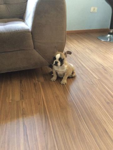 Bulldog Francês Fêmea 10 x 