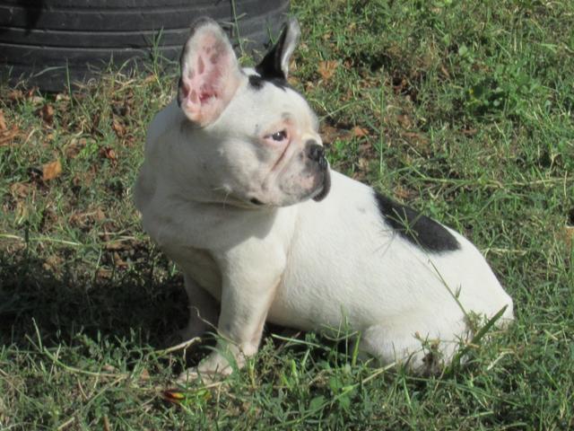 Bulldog Francês macho 7 meses, pedigree cbkc