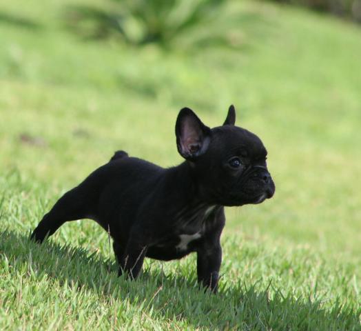 Bulldog francês fêmea Mini