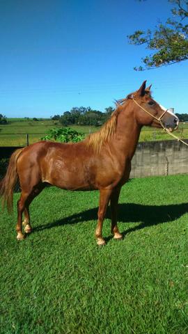 Cavalo Machador serve pra criança