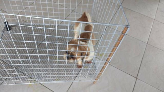 Fêmea de Shih Tzu adulta. CBKC