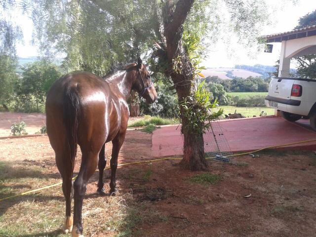 Manga larga com quarto milha