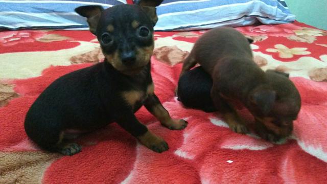 Pinscher 00 puro