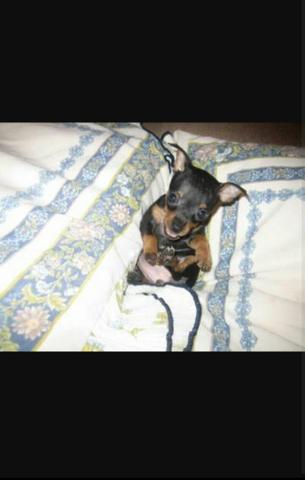 Pinscher miniatura  opção de cor