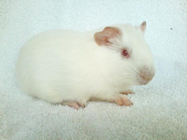 Porquinhos da índia