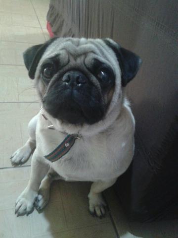 Pug macho ótimo padreador