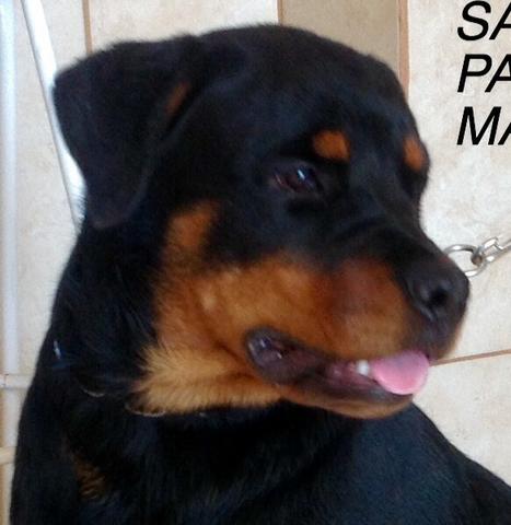 Rottweiler femea com pedigree